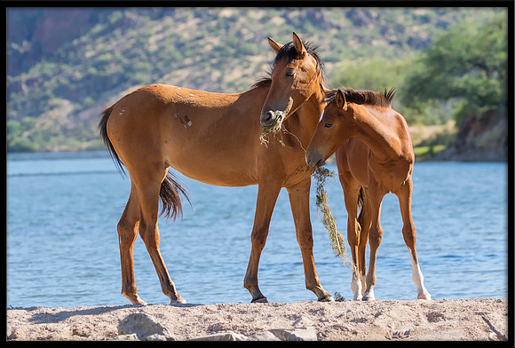 Salt River Wild Horse