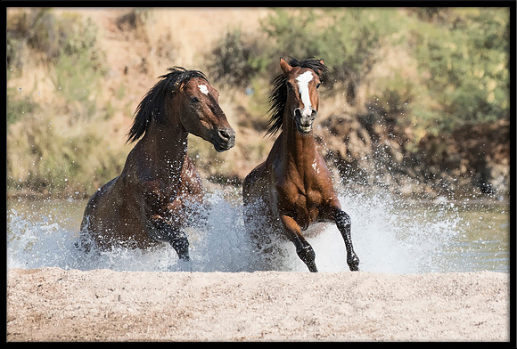 Salt River Wild Horse