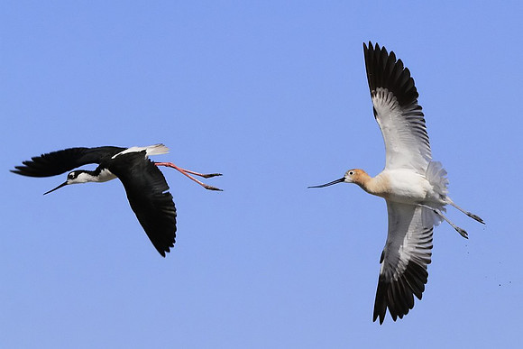 Avocet chasing Black-necked Stilt
