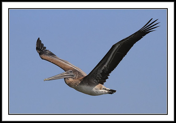 Brown Pelican