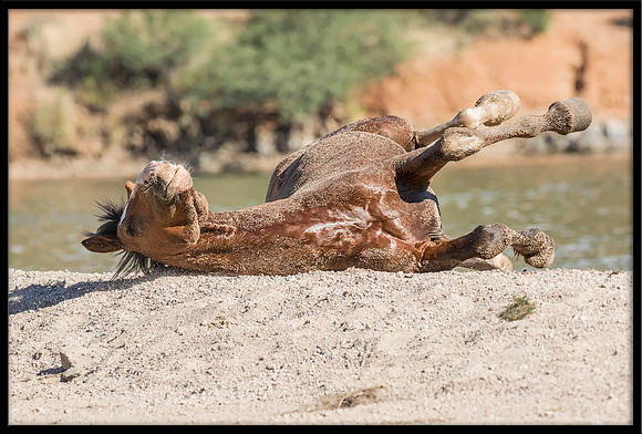 Salt River Wild Horse