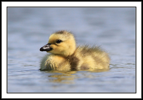 Gosling