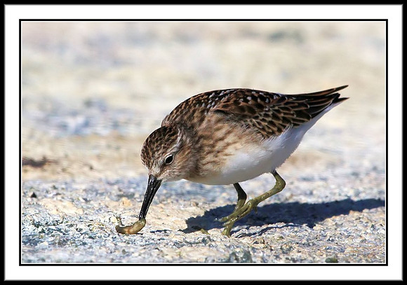 Sandpiper
