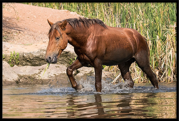 Salt River Wild Horse