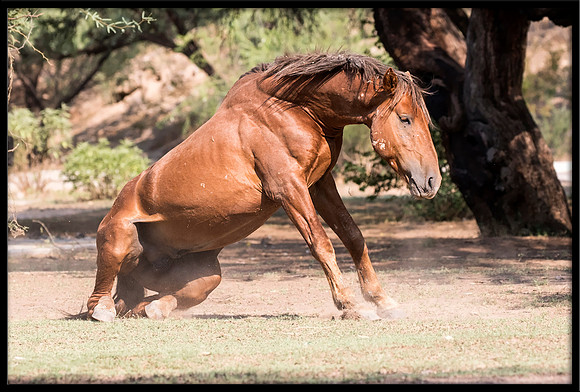 Salt River Wild Horse