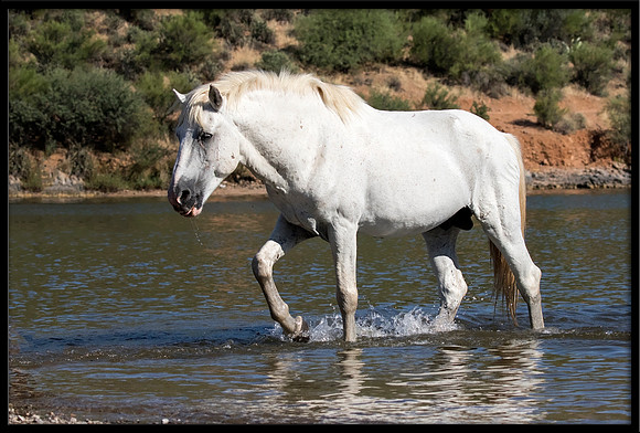 Salt River Wild Horse
