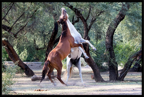 Salt River Wild Horse