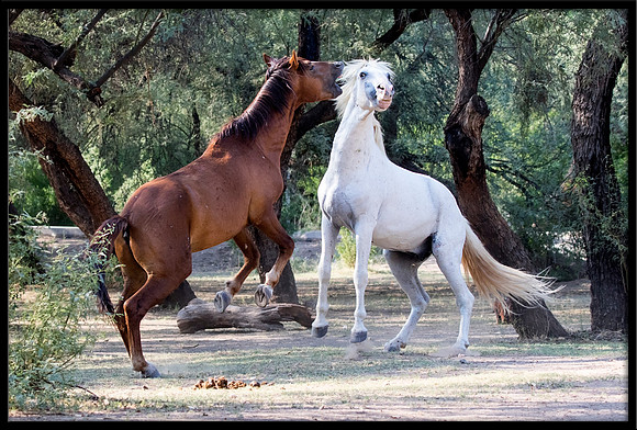 Salt River Wild Horse