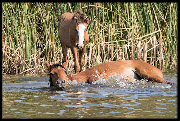 Salt River Wild Horse