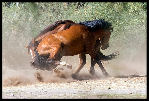 Salt River Wild Horse