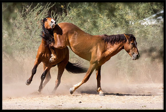 Salt River Wild Horse