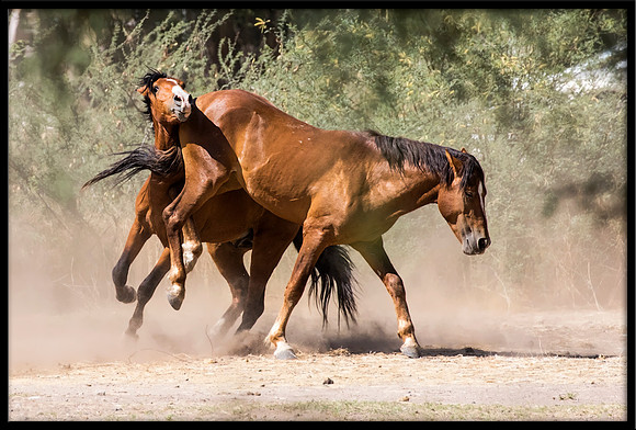 Salt River Wild Horse