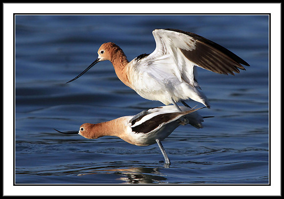 Avocets mating