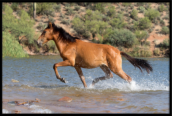 Salt River Wild Horse