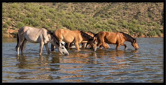 Salt River Wild Horse