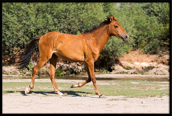 Salt River Wild Horse