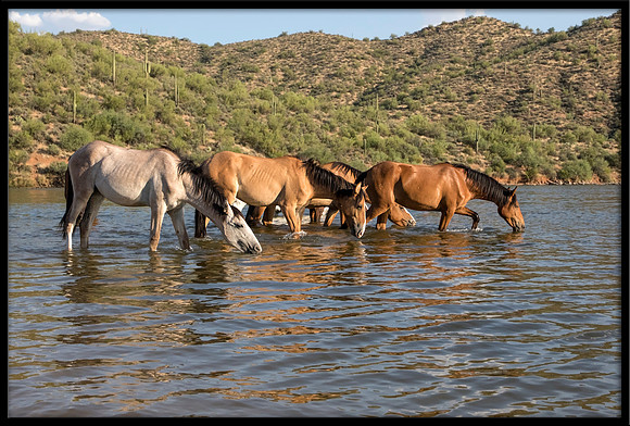 Salt River Wild Horse
