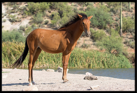 Salt River Wild Horse