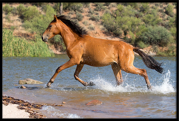 Salt River Wild Horse