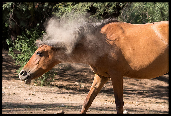 Salt River Wild Horse