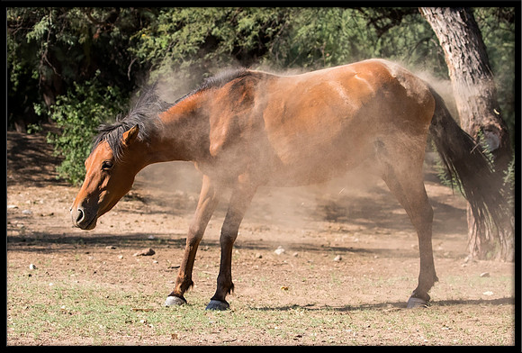 Salt River Wild Horse