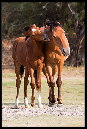 Salt River Wild Horse