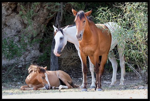 Salt River Wild Horse