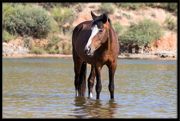 Salt River Wild Horse