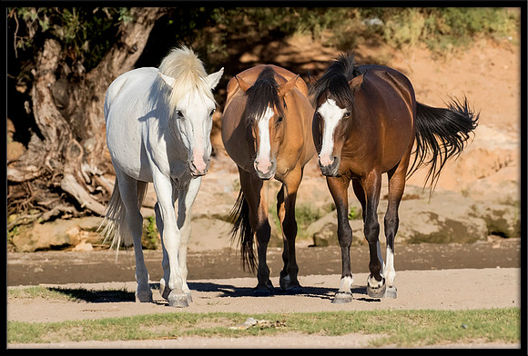Salt River Wild Horse