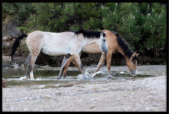 Salt River Wild Horse