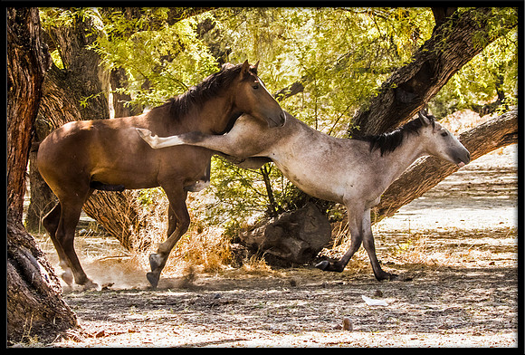 Salt River Wild Horse