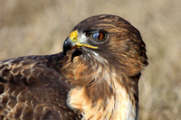 Red-tailed Hawk closing nictitating eye membrane