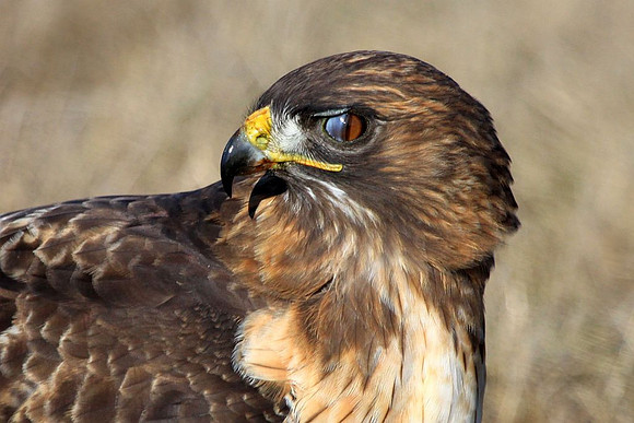 Red-tailed Hawk closing nictitating eye membrane