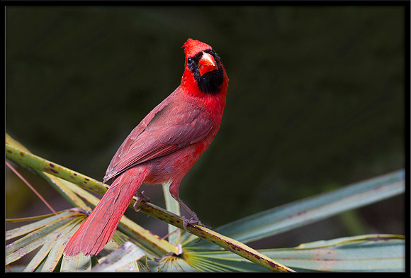 Cardinal