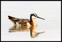 Red-necked Phalarope