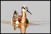 Red-necked Phalarope