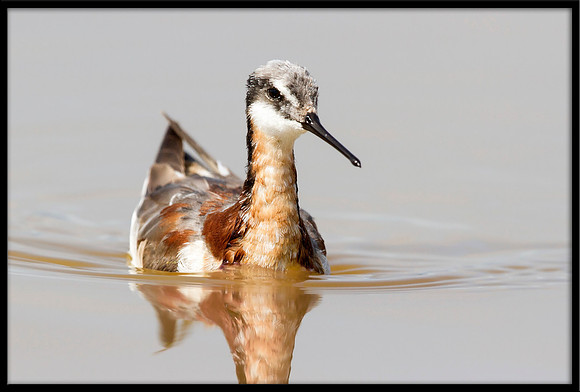 Red-necked Phalarope