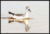 Red-necked Phalarope