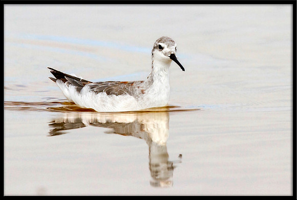 Red-necked Phalarope