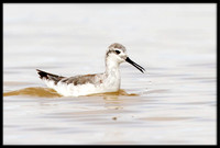 Red-necked Phalarope