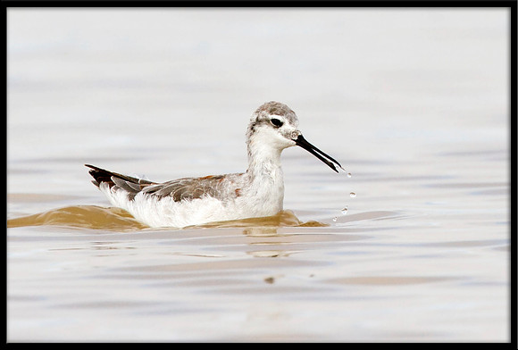 Red-necked Phalarope