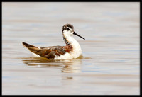 Red-necked Phalarope
