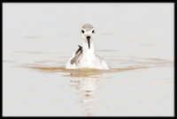 Red-necked Phalarope