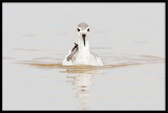 Red-necked Phalarope