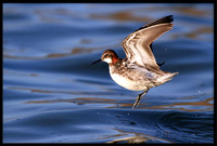 Red-necked Phalarope