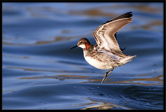 Red-necked Phalarope