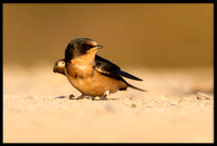 Cliff Swallow