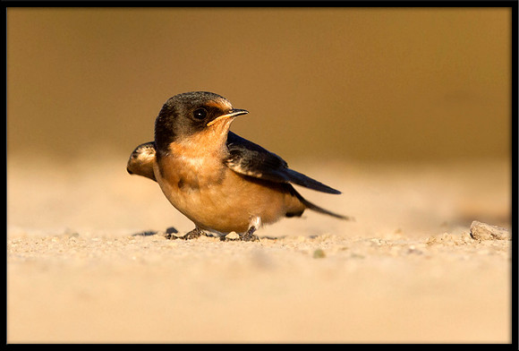 Cliff Swallow