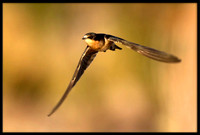 Cliff Swallow