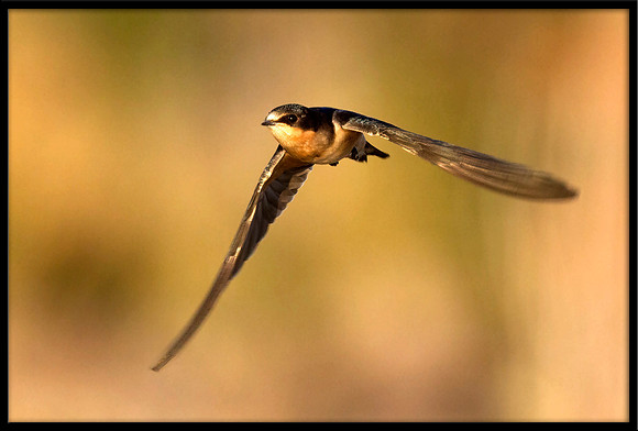 Cliff Swallow